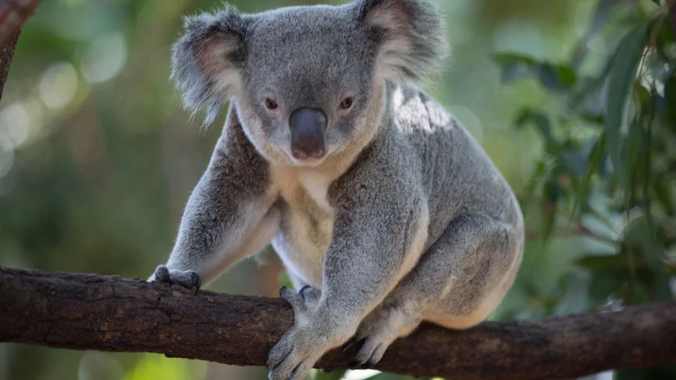 Egy koala ül egy ágon, szürke bundájával és nagy füleivel.