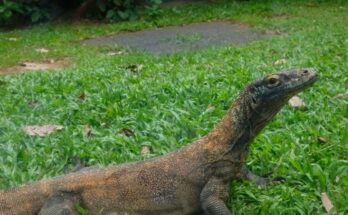Komodoi sarkany varanusz Aranus komodoensis