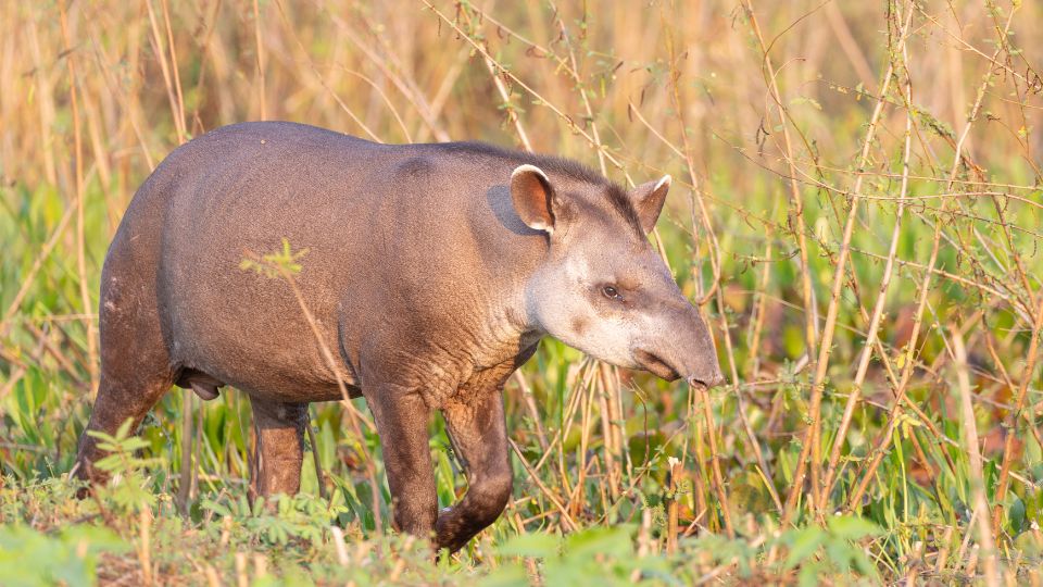 Kozonseges tapir Tapirus terrestris 1