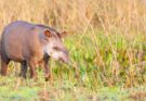 Kozonseges tapir Tapirus terrestris