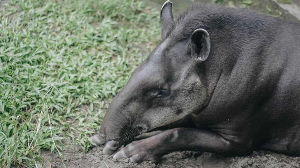 Kozonseges tapir Tapirus terrestris 2