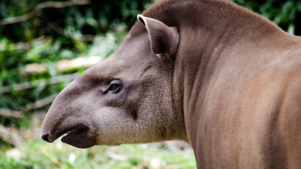 Kozonseges tapir Tapirus terrestris 3