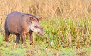 Kozonseges tapir Tapirus terrestris