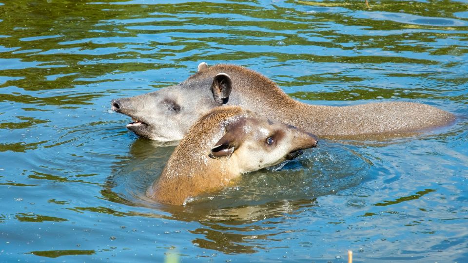 Kozonseges tapir Tapirus terrestris 4