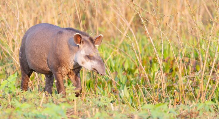 Kozonseges tapir Tapirus terrestris