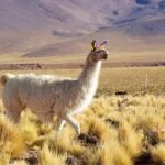 Lama Lama glama