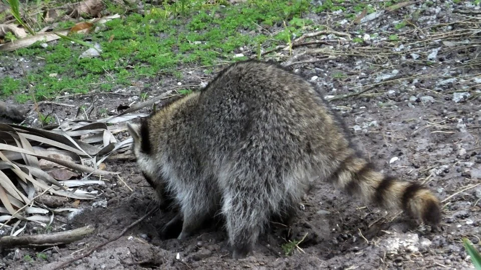 Egy mosómedve a földbe ás, szőrös hátsóval és csíkos farokkal.