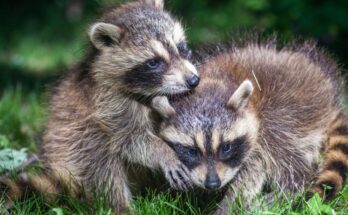 Mosomedve Procyon lotor