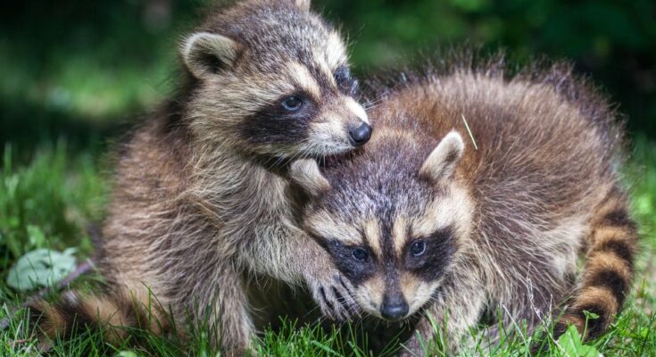 Mosomedve Procyon lotor