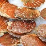 Nagy fesukagylo Pecten maximus