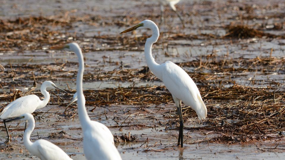 Nagy kocsag Ardea alba 1