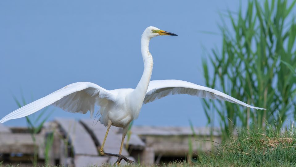 Nagy kocsag Ardea alba 2