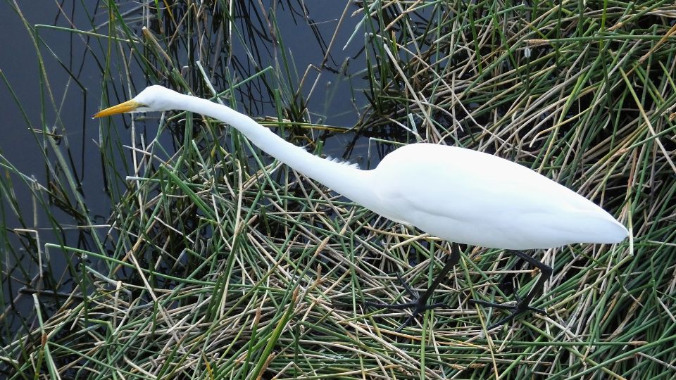 Nagy kocsag Ardea alba 3