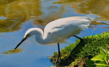 Nagy kocsag Ardea alba