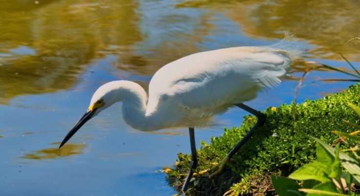 Nagy kocsag Ardea alba