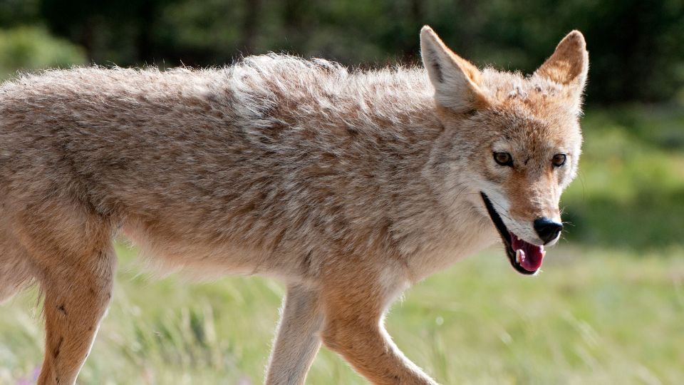 Prerifarkas Canis latrans 1