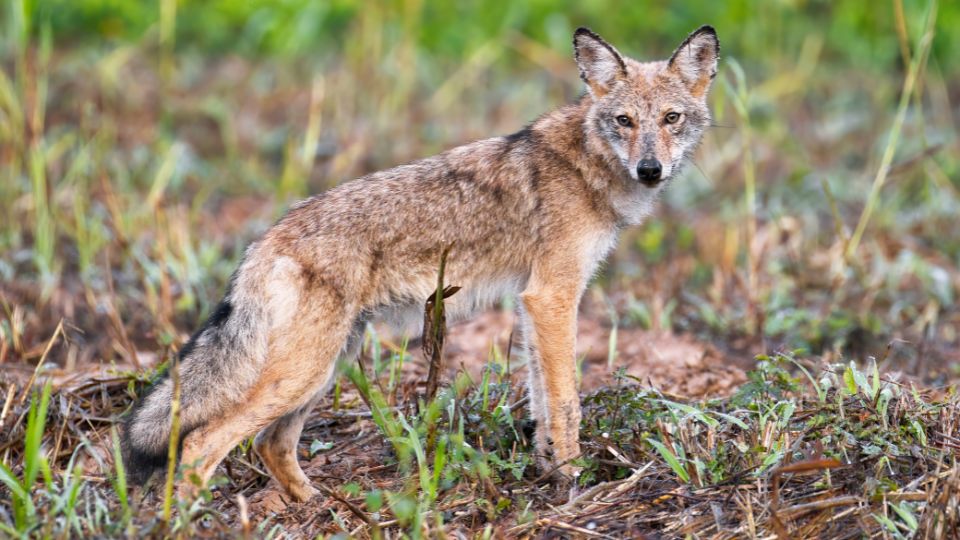 Prerifarkas Canis latrans 2