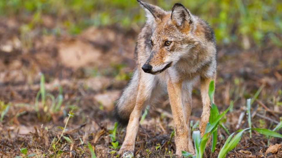Prerifarkas Canis latrans 3