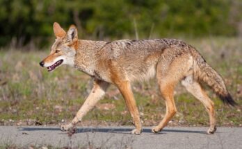 Prerifarkas Canis latrans