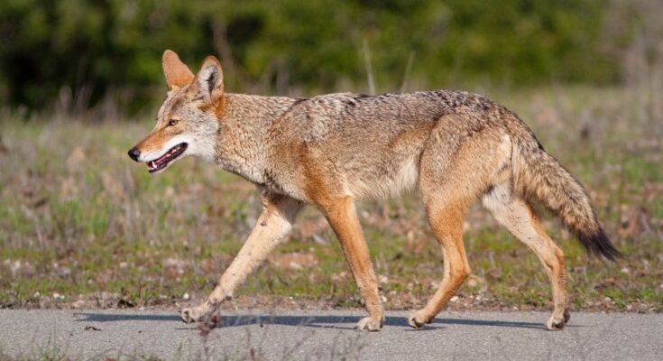 Prerifarkas Canis latrans