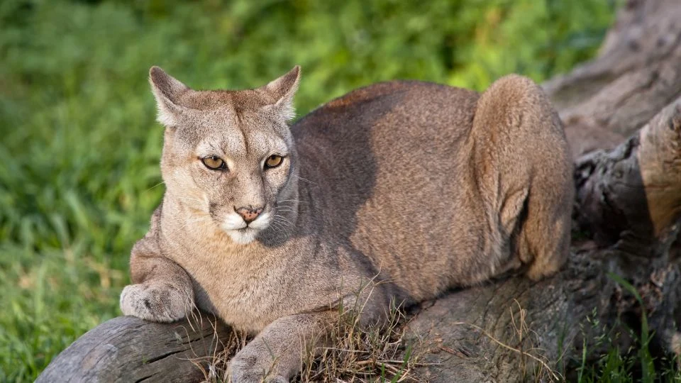 Egy puma pihen egy fatörzsön, zöld fűvel körülvéve.