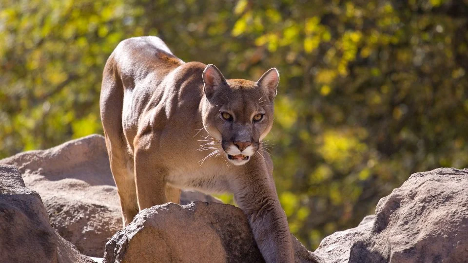 Egy puma mászik a sziklákon, figyelmesen körülnézve a természetben.