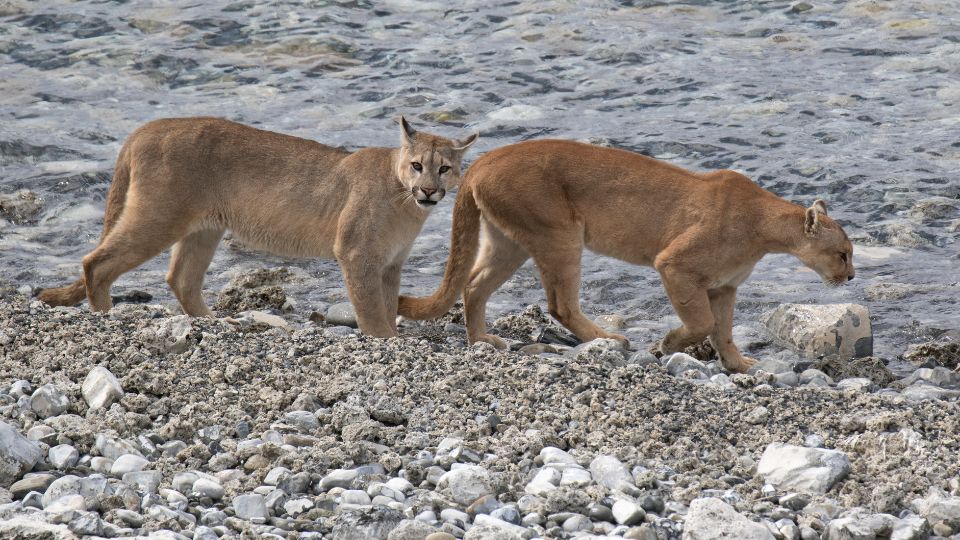 Puma Puma concolor 3