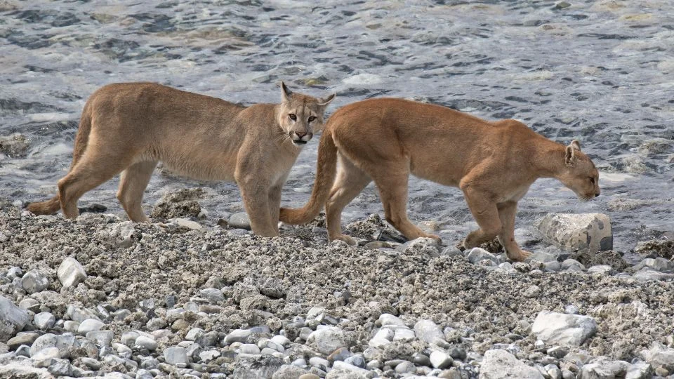 Két puma sétál a vízparton, köveken keresztül haladva.