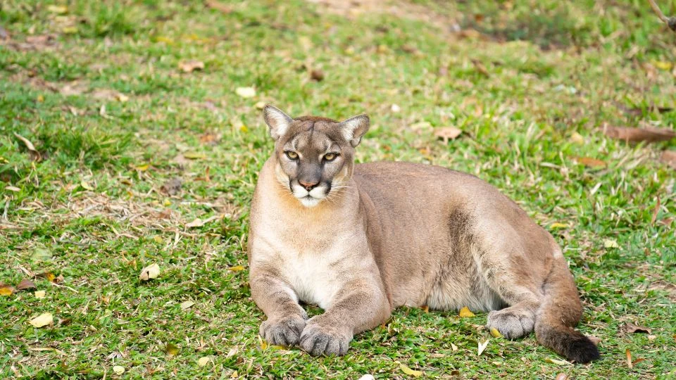 Egy puma fekszik a zöld fűben, nyugodt és figyelmes arckifejezéssel.