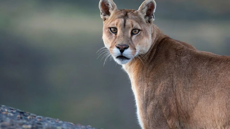 Egy puma figyelmesen néz a kamerába, háttérben elmosódott tájjal.