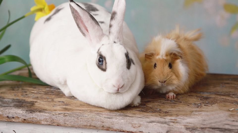 Egy fehér nyúl és egy tengerimalac pihennek egy fán, virágokkal körülvéve.