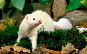 Vadaszgoreny Mustela putorius furo