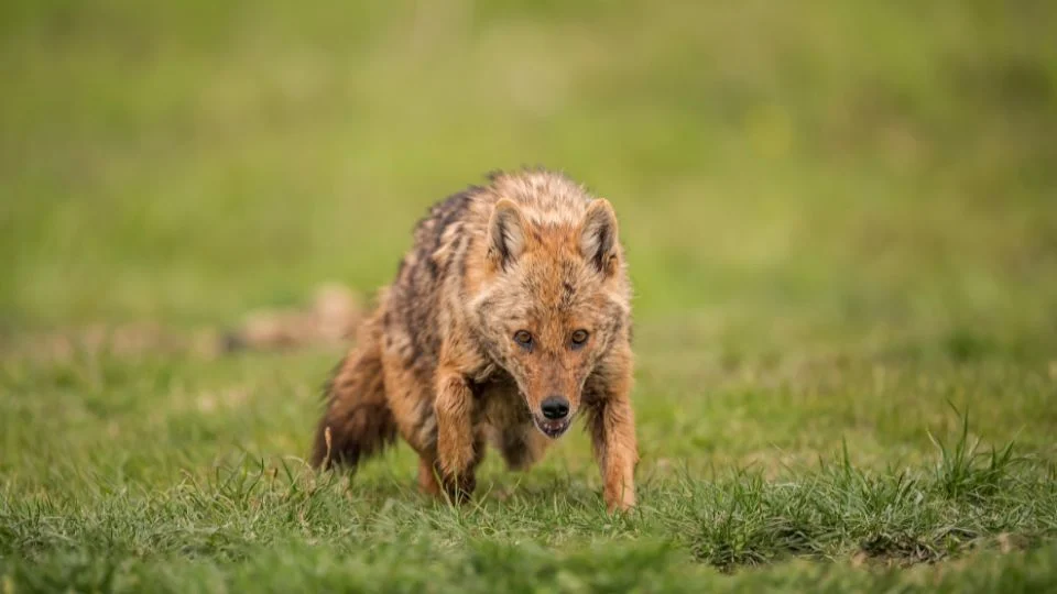 Egy aranysakál sétál a zöld fűben, figyelmesen néz körül.