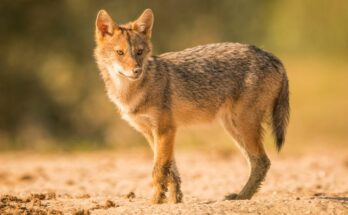 aranysakal Canis aureus