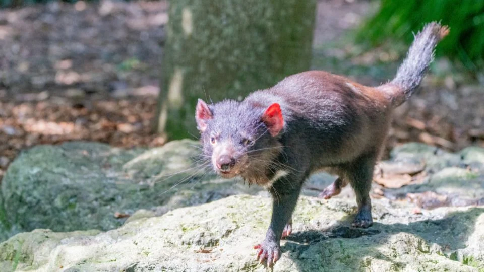 Egy erszényes ördög, amely egy sziklás területen sétál, természetes környezetben.