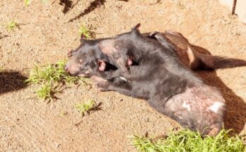 erszenyes ordog Sarcophilus harrisii