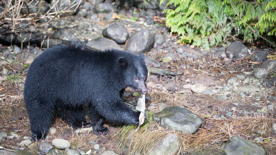 fekete medve Ursus americanus 1