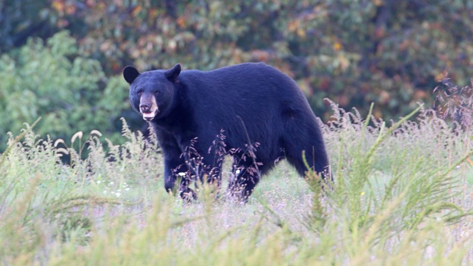 fekete medve Ursus americanus 2