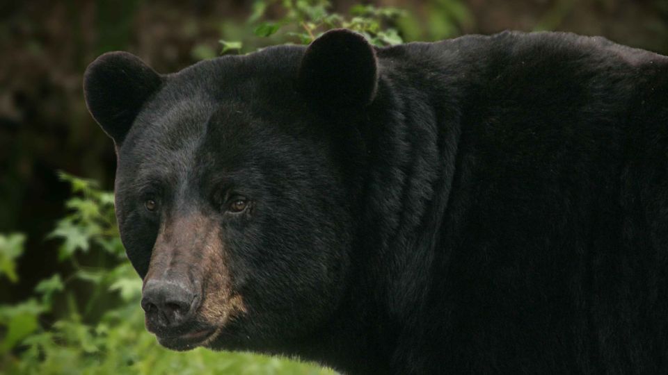 fekete medve Ursus americanus 3