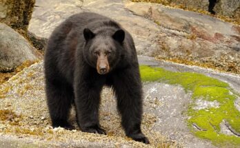 fekete medve Ursus americanus