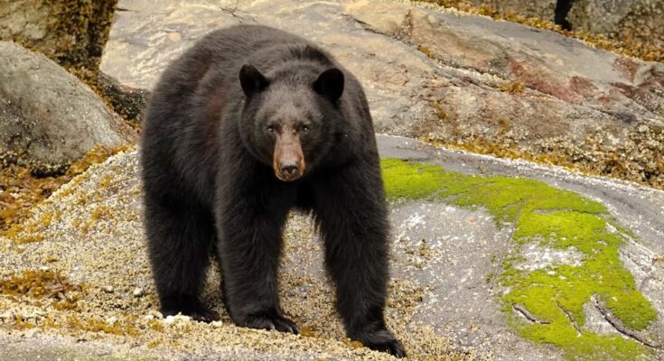 fekete medve Ursus americanus