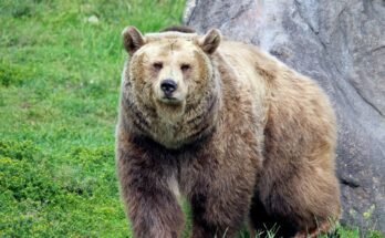 grizzly medve Ursus arctos horribilis 1