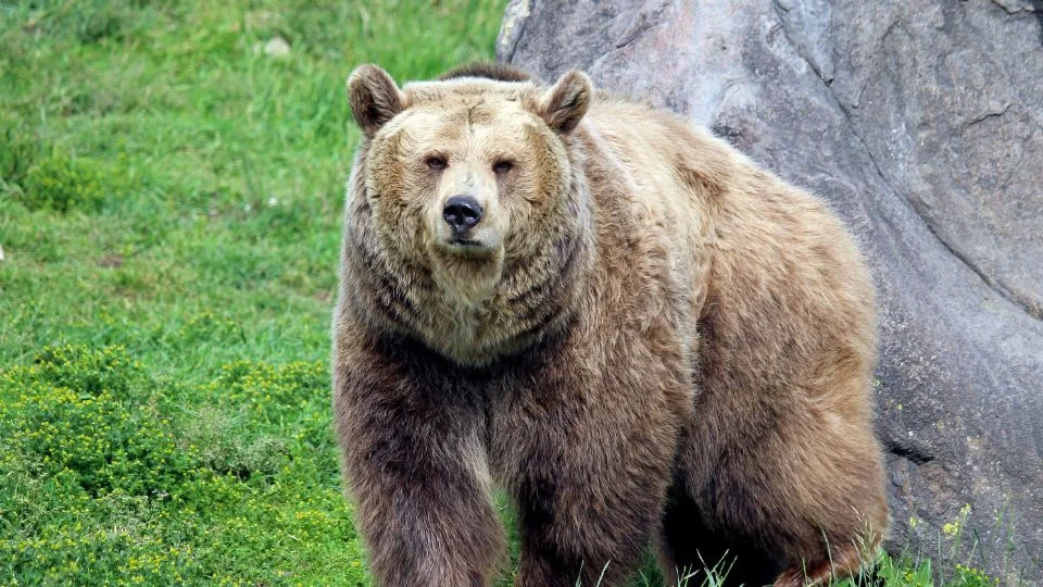 Egy grizzly medve áll a zöld fűben, háttérben sziklával.