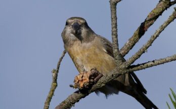 nagy keresztcsoru Loxia pytyopsittacus