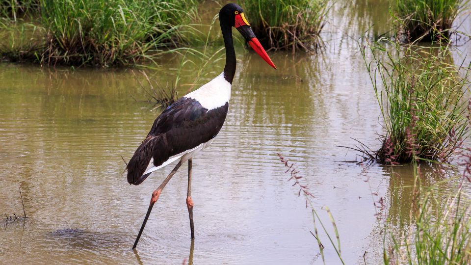 nyerges golya Ephippiorhynchus senegalensis 1