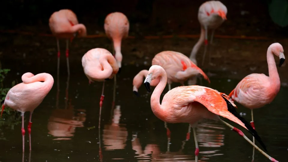 Rózsás flamingók állnak egy vízparton, gyönyörű rózsaszín tollazattal.