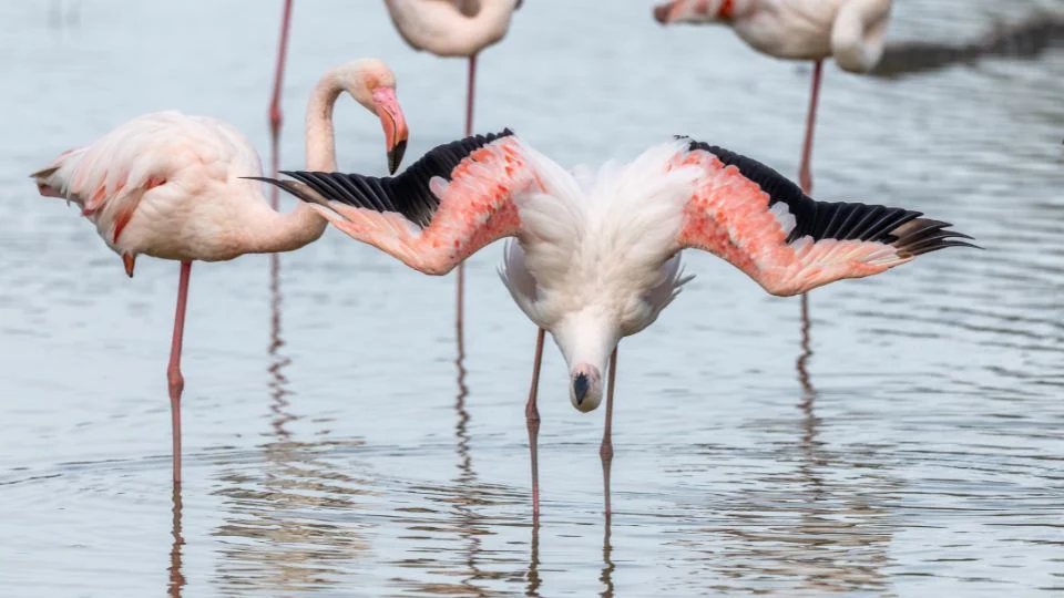 Rózsás flamingók állnak a vízben, egyikük szárnyait bontogatja.