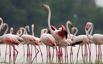 rozsas flamingo Phoenicopterus roseus