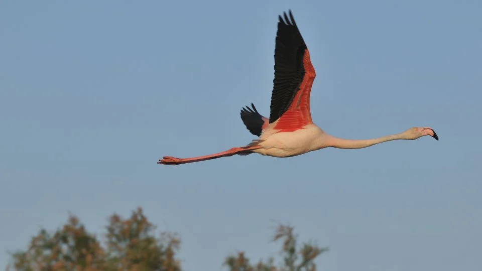 Rózsás flamingó repül a kék égen, szárnyai szépen terjednek.