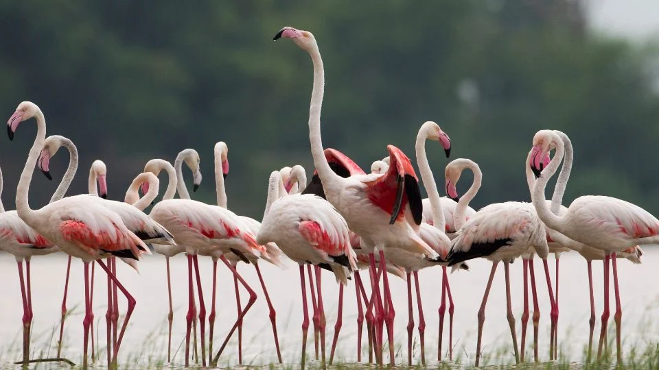 Rózsás flamingók csoportja áll a vízparton, gyönyörű rózsaszín és fehér tollazattal.